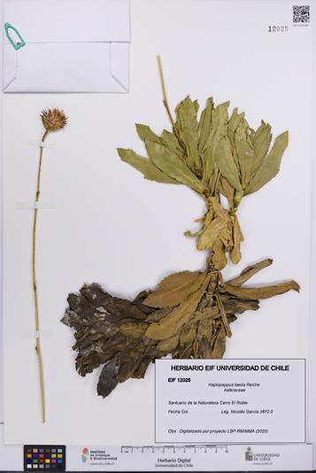Haplopappus taeda [Espécimen: UCH:EIF:0012025]