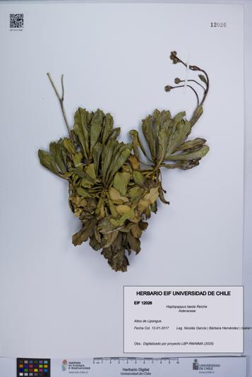 Haplopappus taeda [Espécimen: UCH:EIF:0012026]