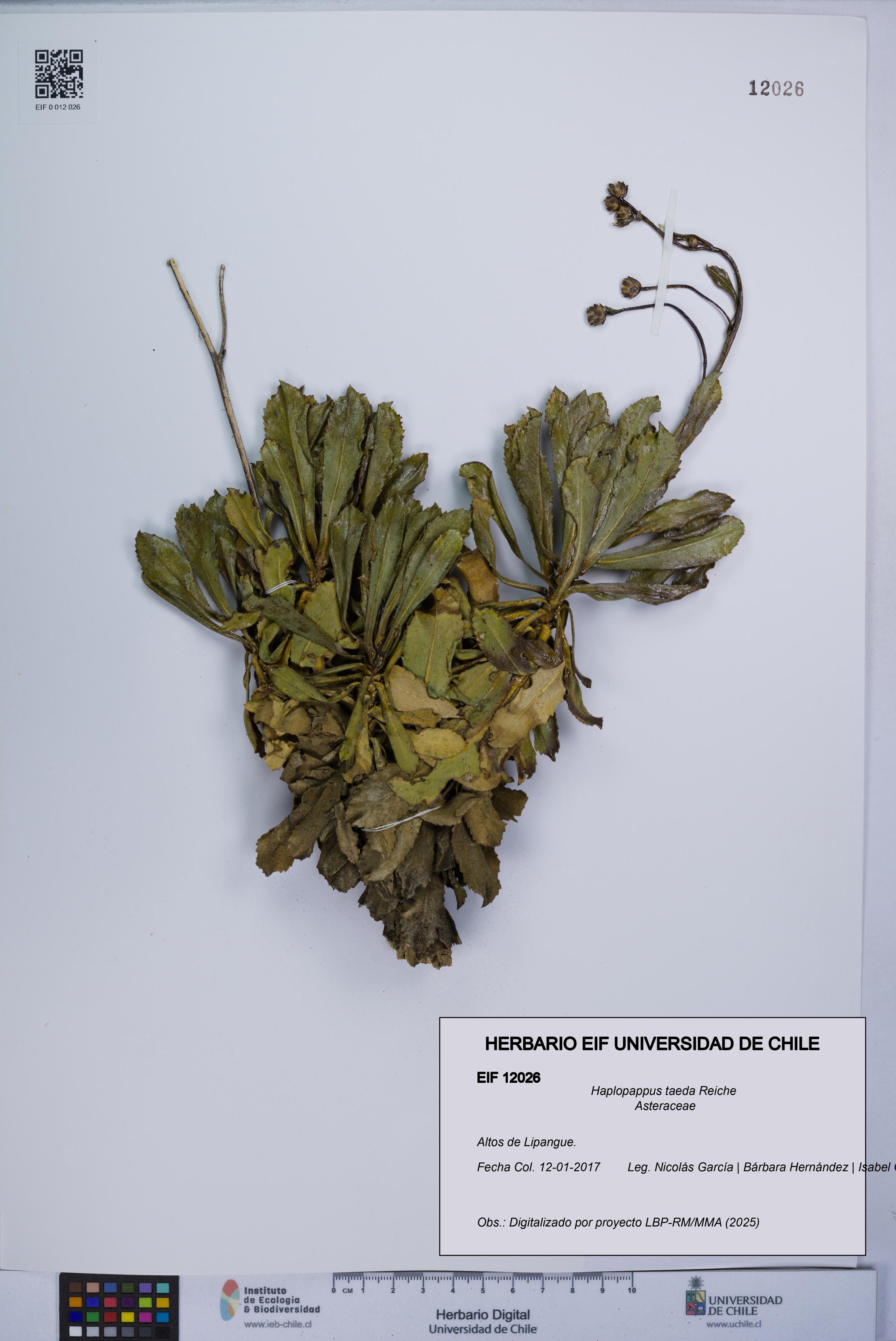 Haplopappus taeda [Espécimen: UCH:EIF:0012026]