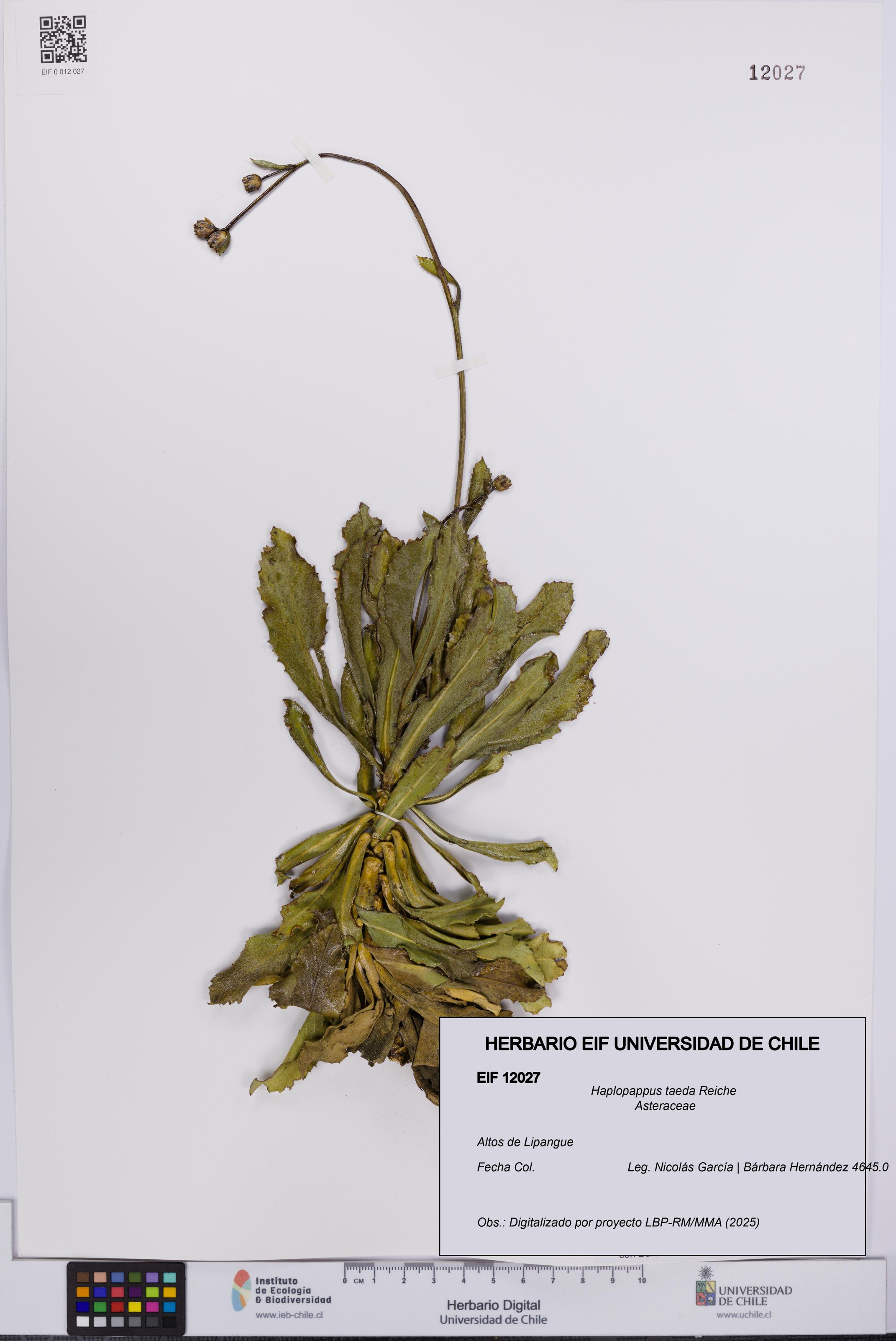 Haplopappus taeda [Espécimen: UCH:EIF:0012027]