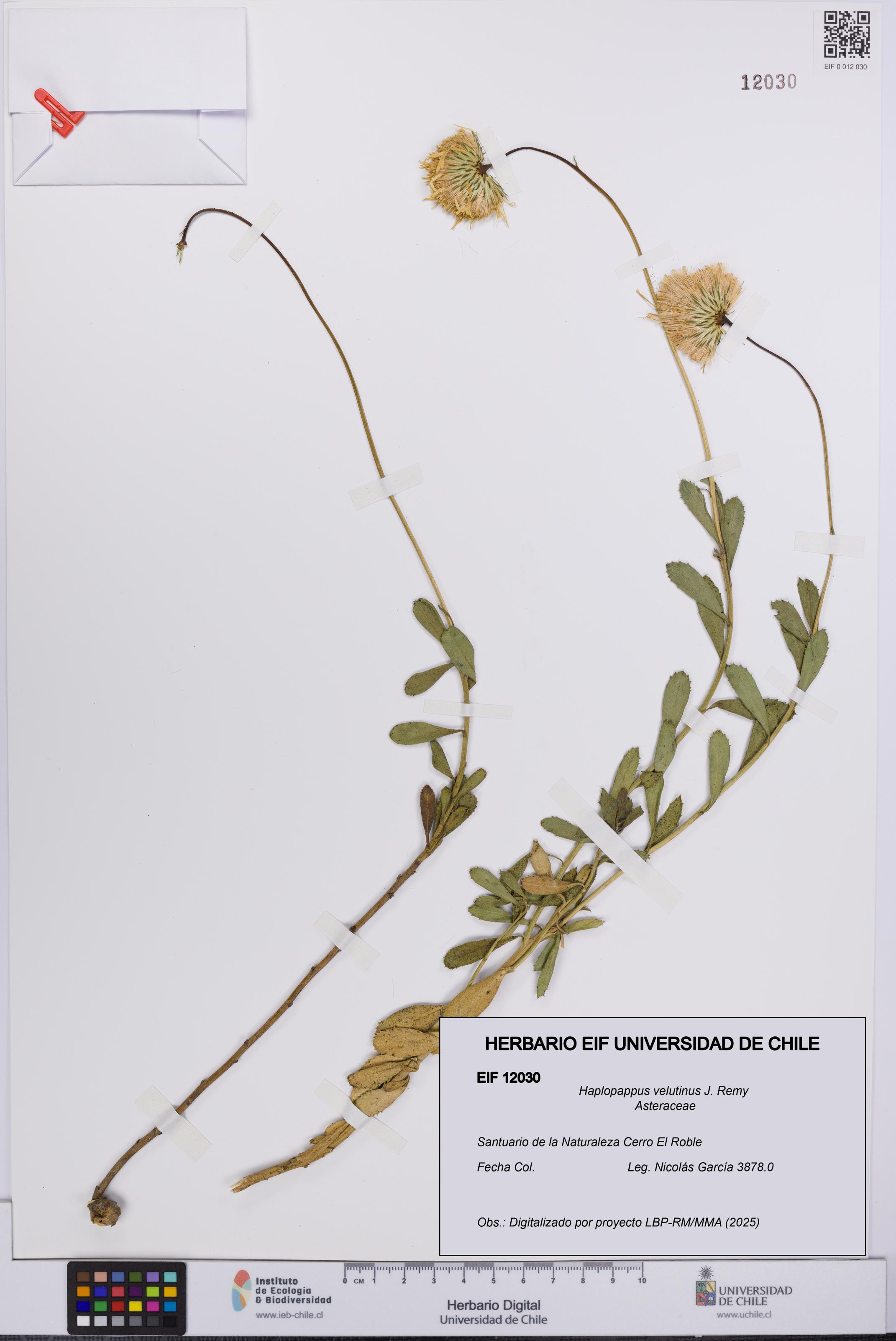 Haplopappus velutinus [Espécimen: UCH:EIF:0012030]