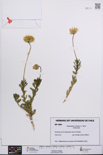 Haplopappus velutinus [Espécimen: UCH:EIF:0012031]