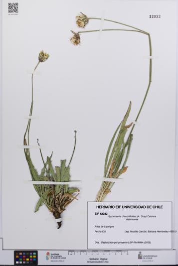Hypochaeris chondrilloides [Espécimen: UCH:EIF:0012032]