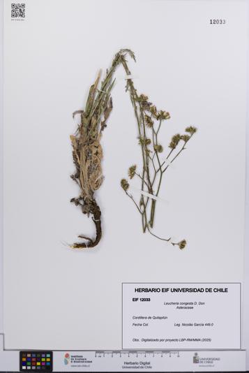 Leucheria congesta [Espécimen: UCH:EIF:0012033]