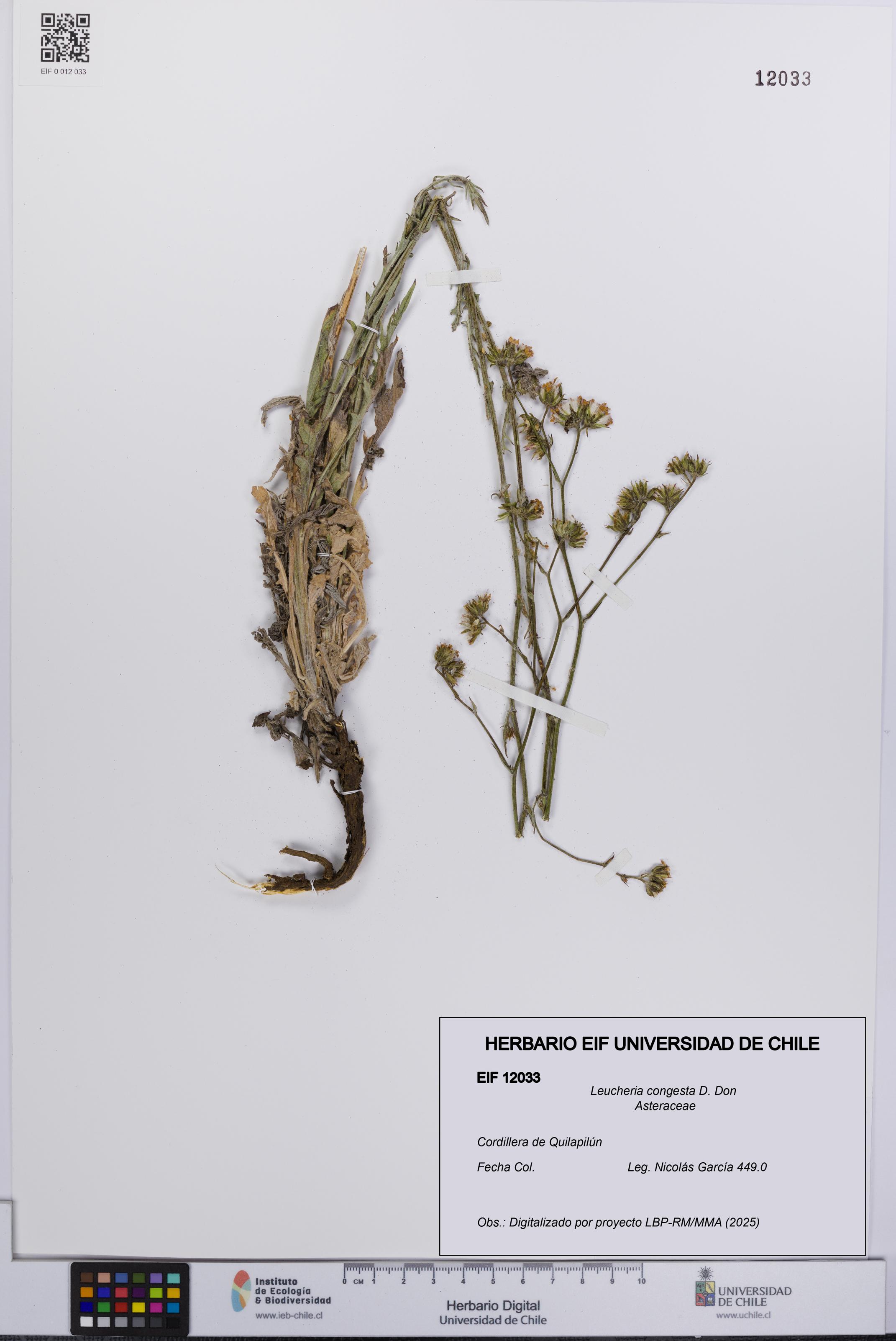 Leucheria congesta [Espécimen: UCH:EIF:0012033]