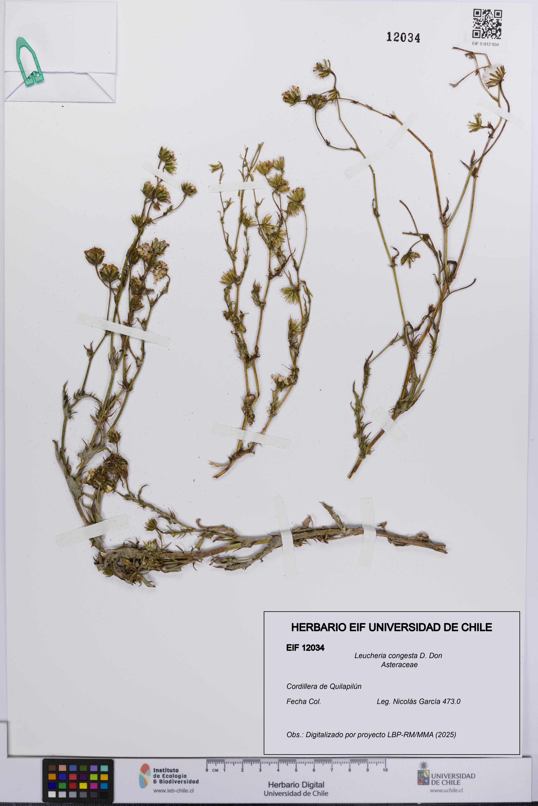 Leucheria congesta [Espécimen: UCH:EIF:0012034]