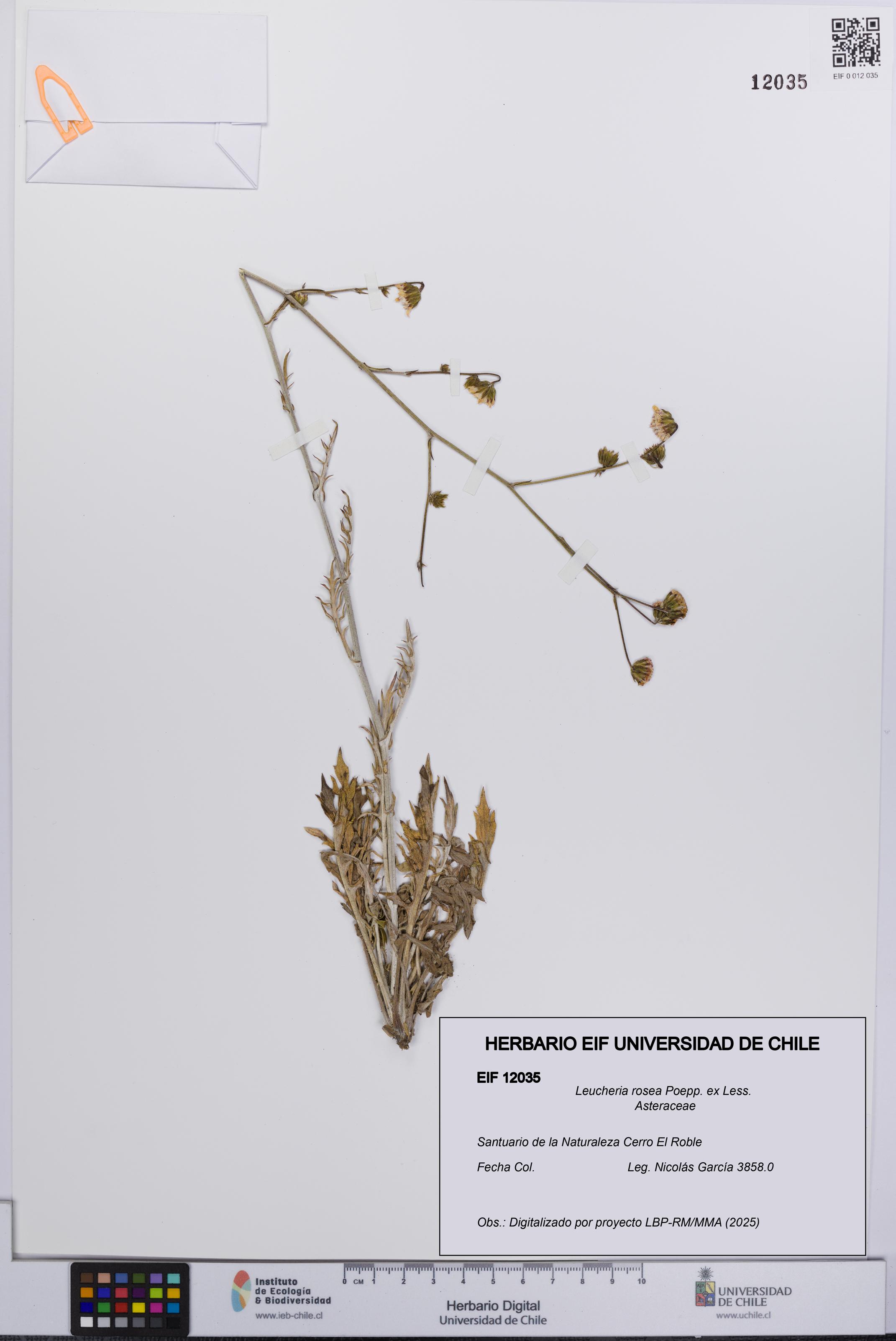 Leucheria rosea [Espécimen: UCH:EIF:0012035]