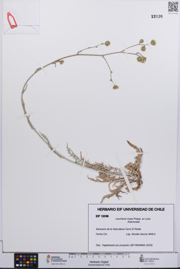 Leucheria rosea [Espécimen: UCH:EIF:0012036]