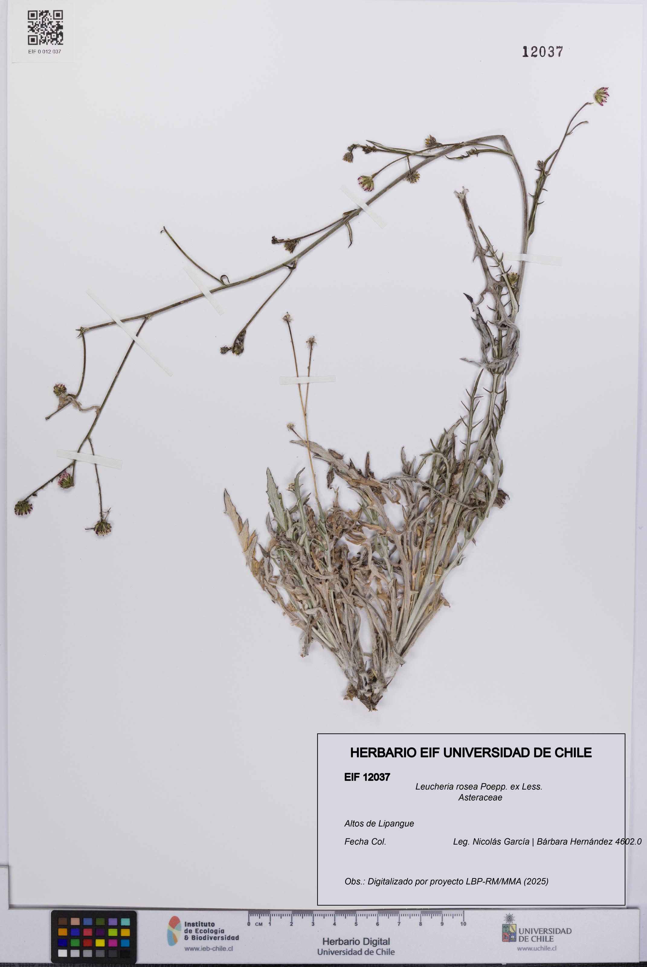 Leucheria rosea [Espécimen: UCH:EIF:0012037]