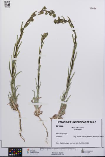 Madia sativa [Espécimen: UCH:EIF:0012038]