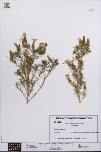 Mutisia acerosa [Espécimen: UCH:EIF:0012039]