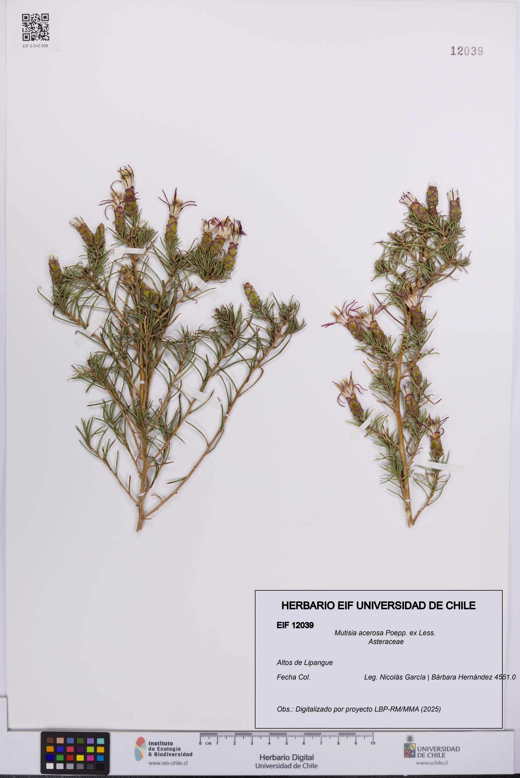 Mutisia acerosa [Espécimen: UCH:EIF:0012039]