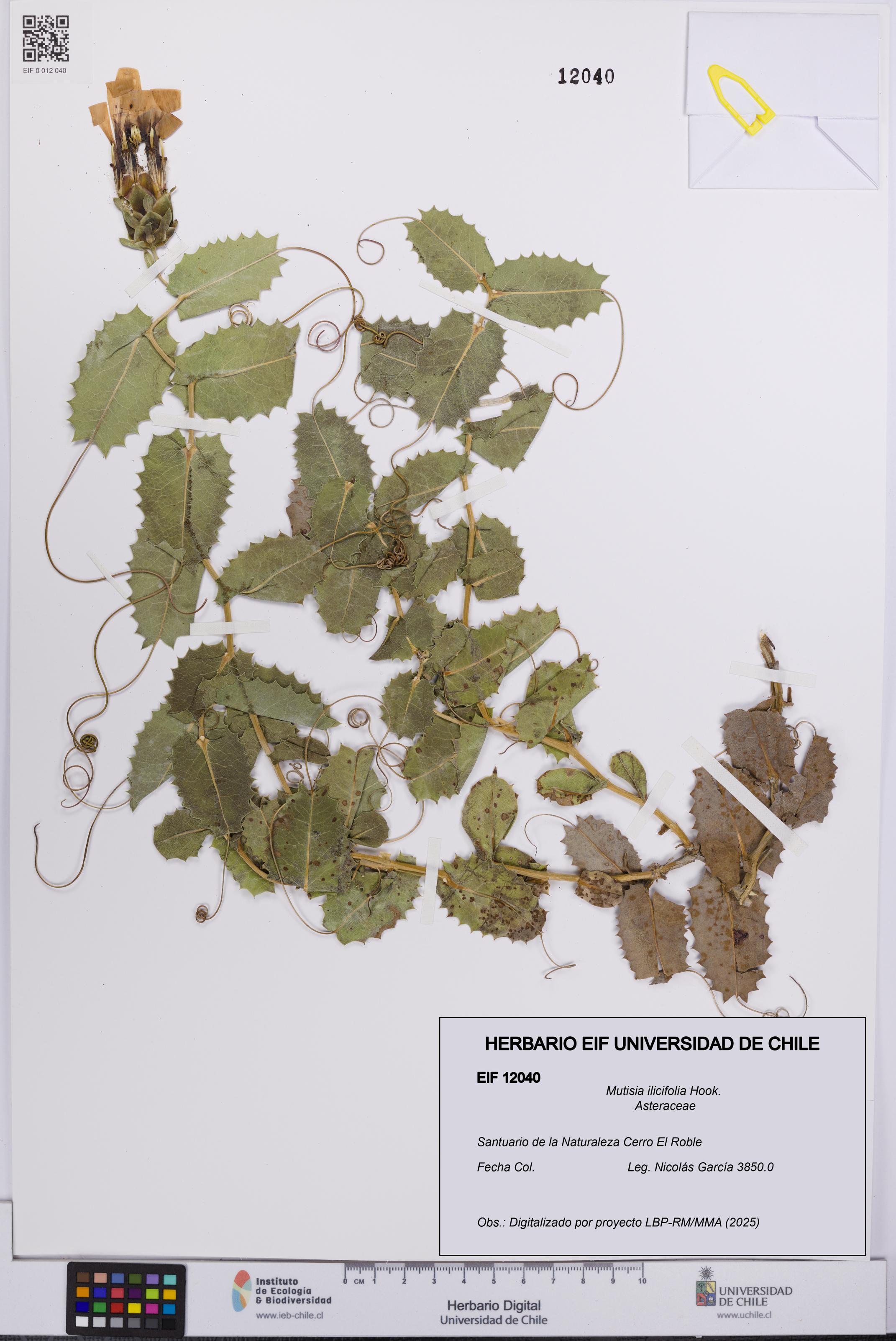 Mutisia ilicifolia [Espécimen: UCH:EIF:0012040]