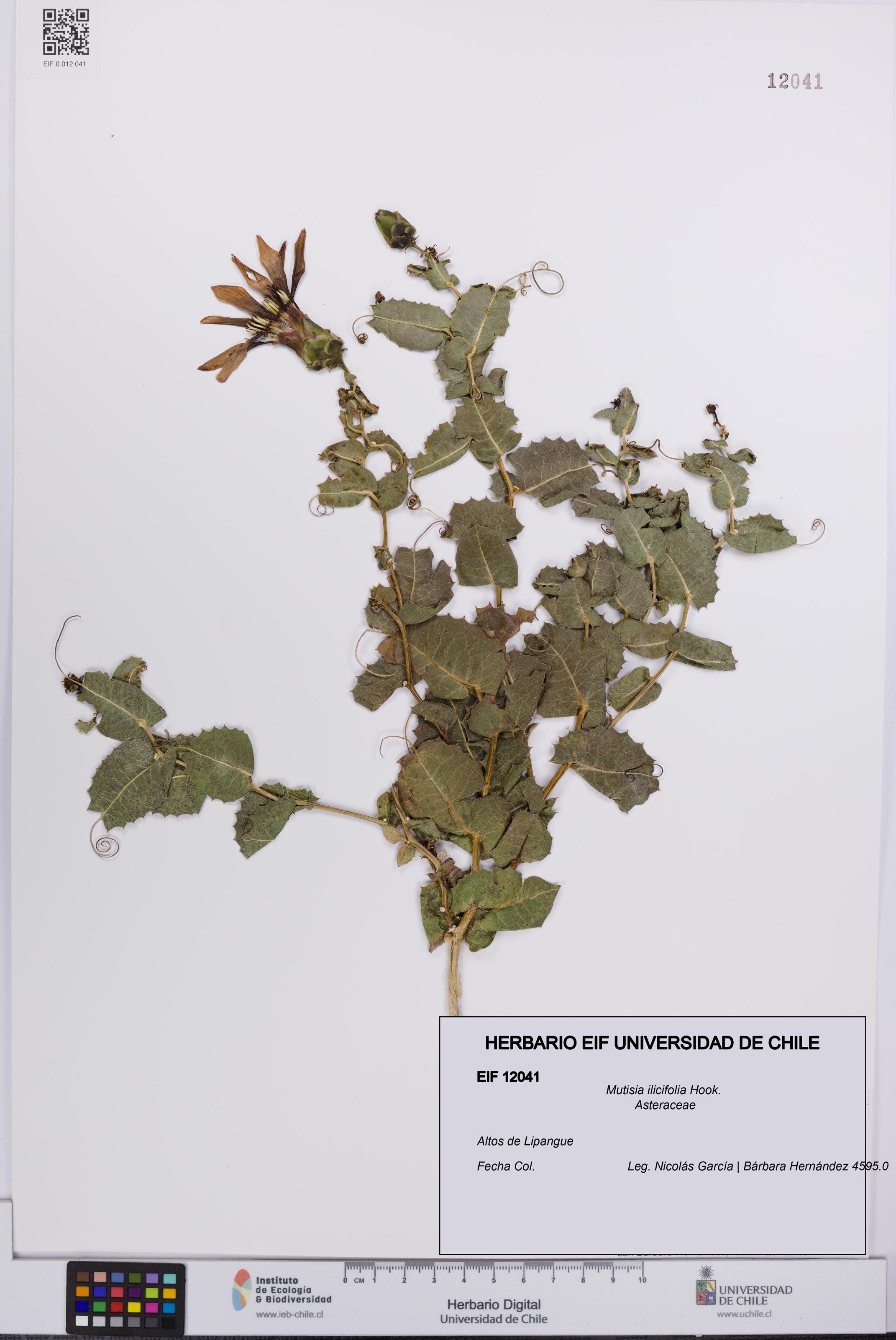 Mutisia ilicifolia [Espécimen: UCH:EIF:0012041]