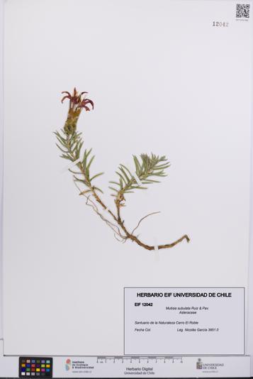 Mutisia subulata [Espécimen: UCH:EIF:0012042]