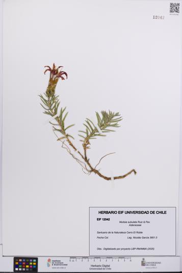 Mutisia subulata [Espécimen: UCH:EIF:0012042]