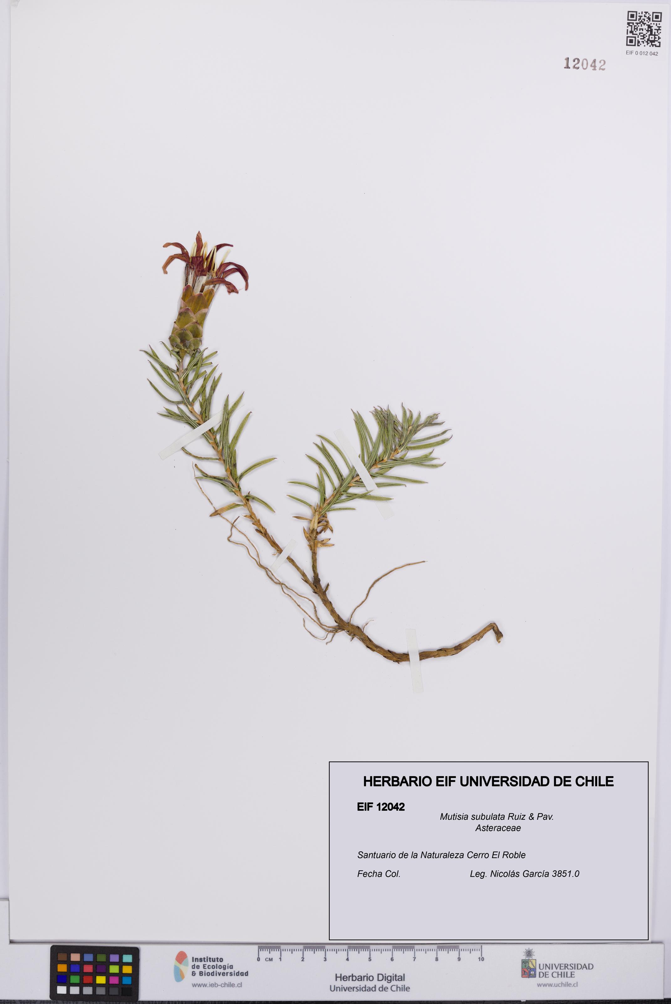 Mutisia subulata [Espécimen: UCH:EIF:0012042]
