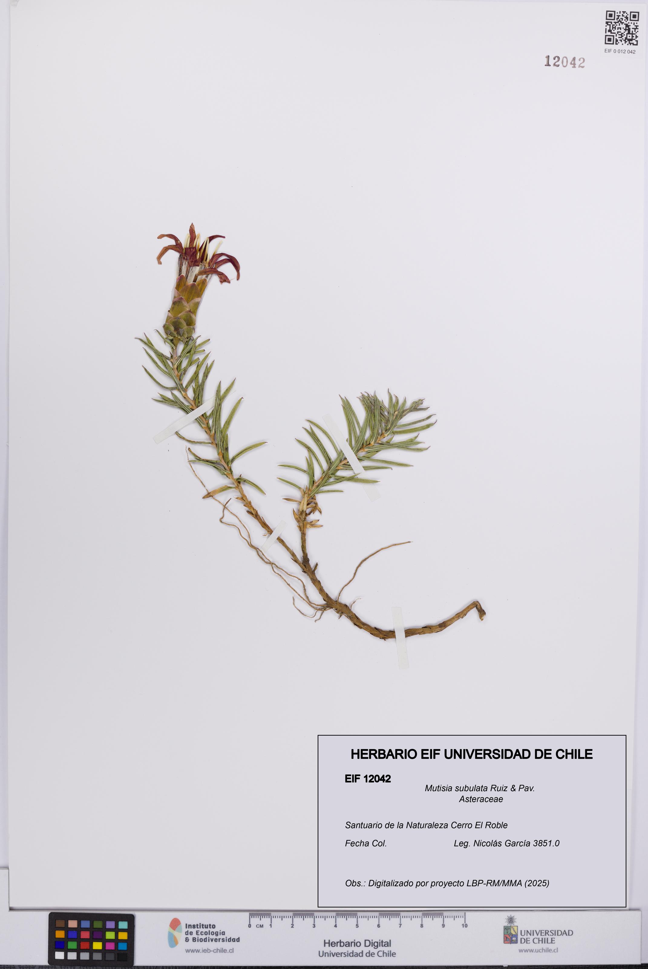 Mutisia subulata [Espécimen: UCH:EIF:0012042]