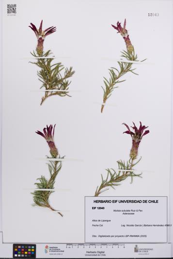 Mutisia subulata [Espécimen: UCH:EIF:0012043]