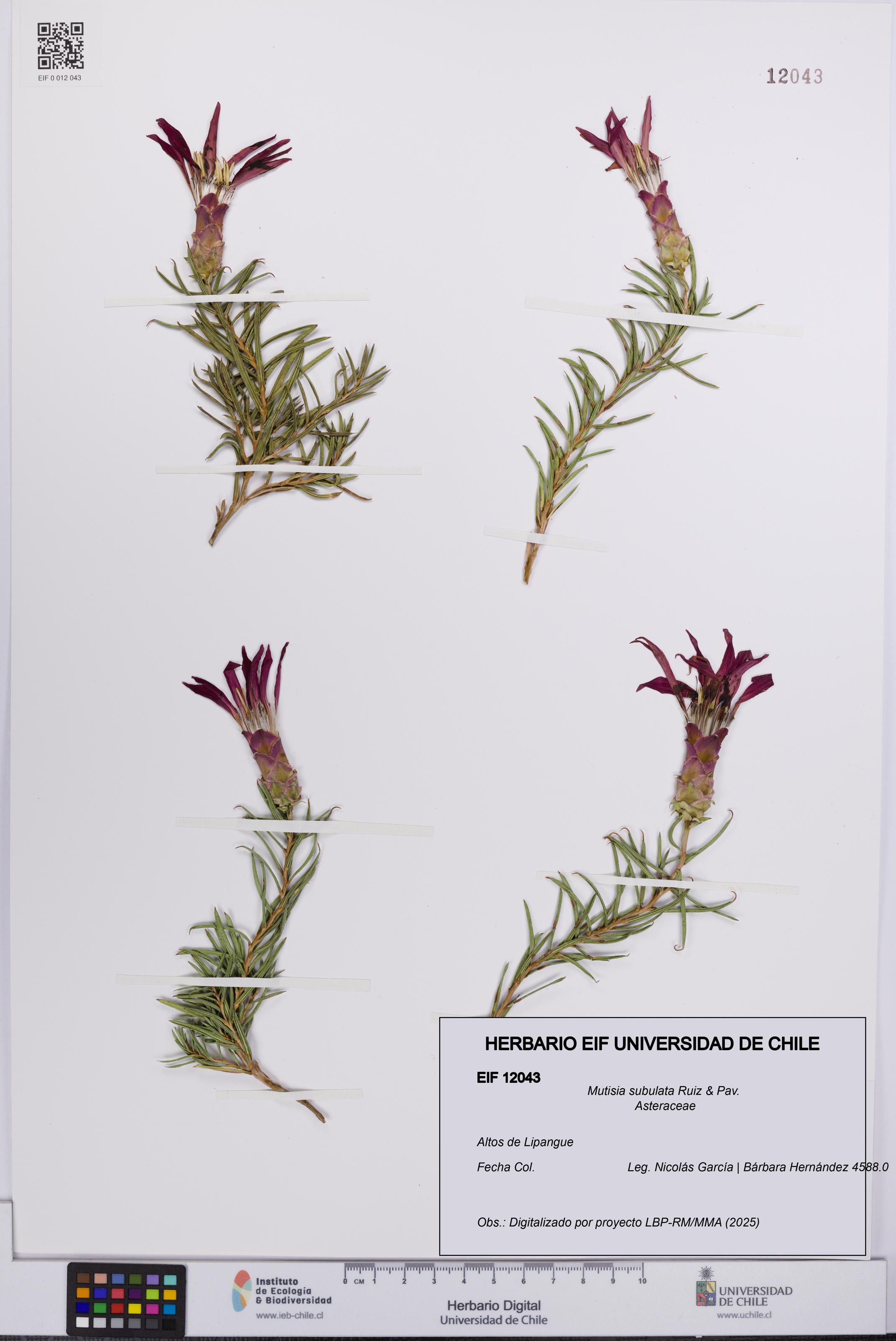 Mutisia subulata [Espécimen: UCH:EIF:0012043]