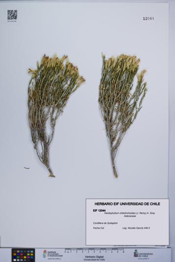 Nardophyllum chiliotrichioides [Espécimen: UCH:EIF:0012044]