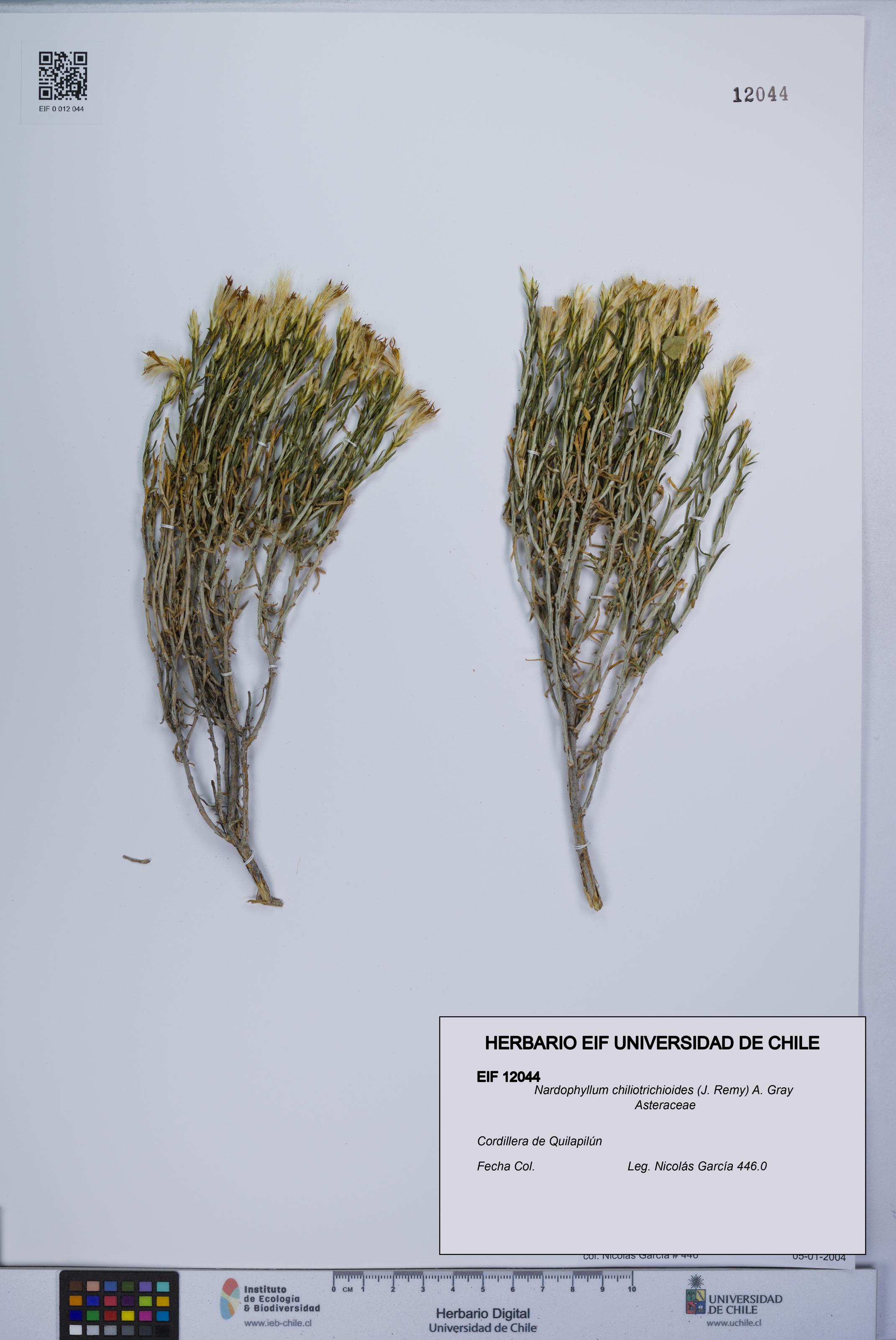 Nardophyllum chiliotrichioides [Espécimen: UCH:EIF:0012044]