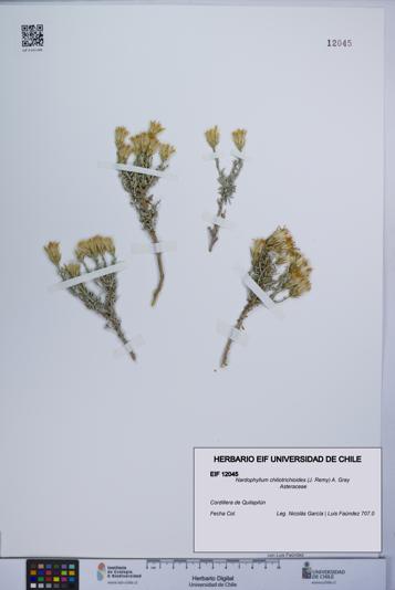 Nardophyllum chiliotrichioides [Espécimen: UCH:EIF:0012045]