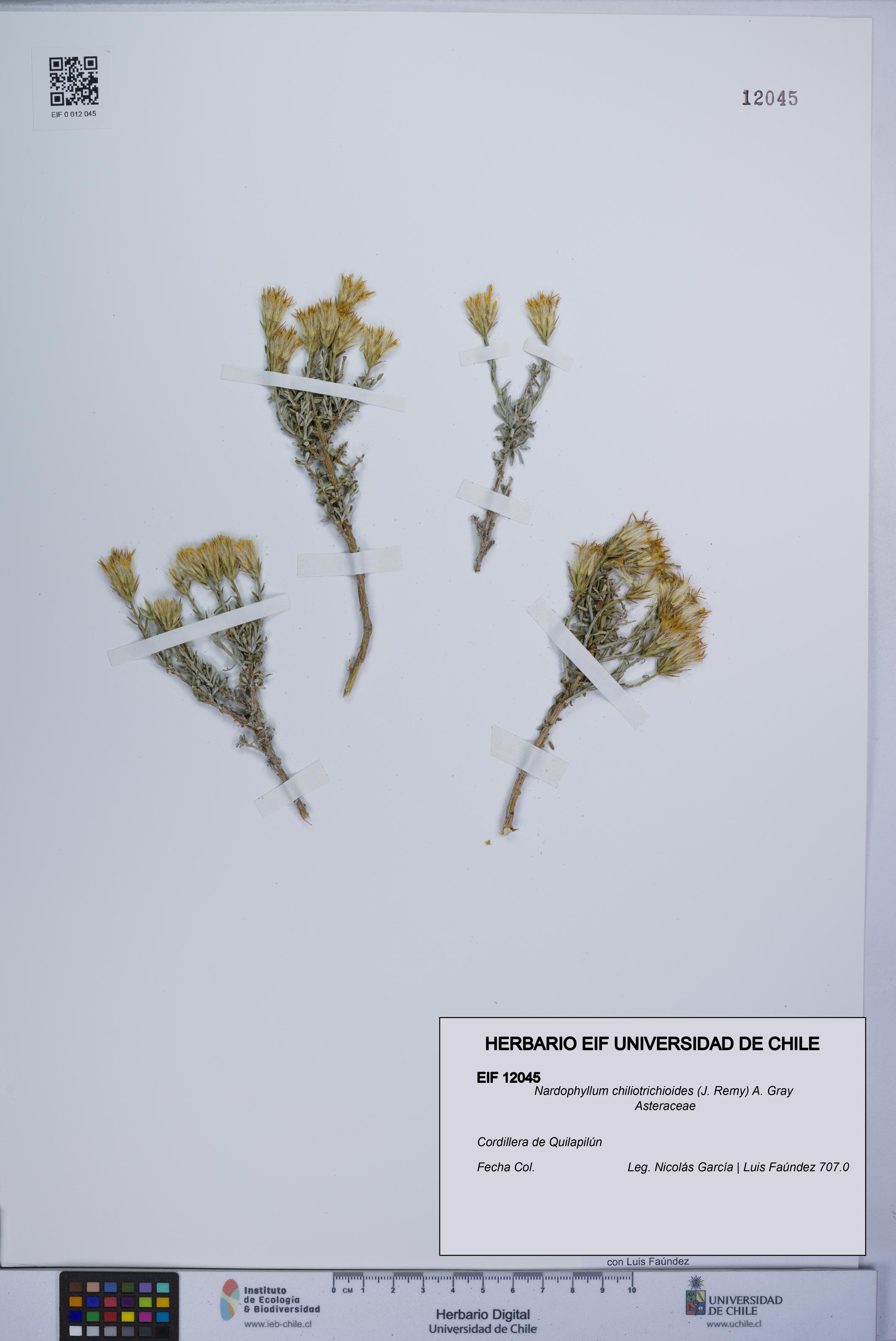 Nardophyllum chiliotrichioides [Espécimen: UCH:EIF:0012045]
