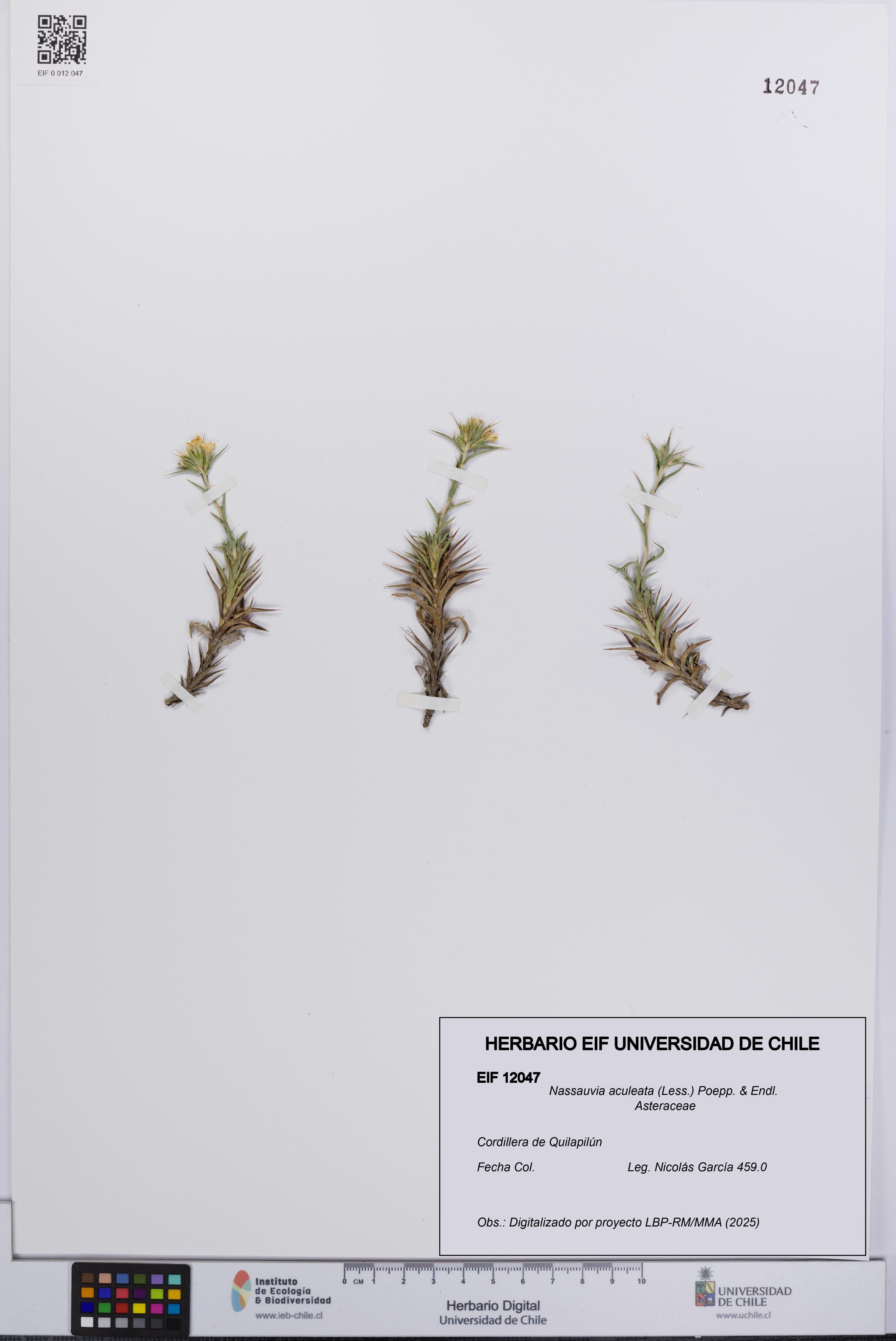 Nassauvia aculeata [Espécimen: UCH:EIF:0012047]