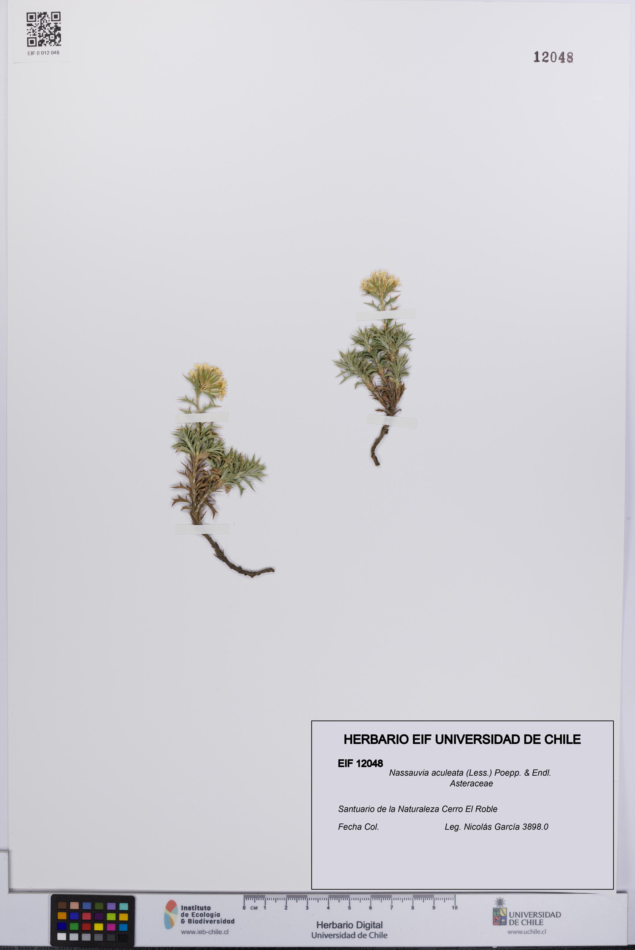Nassauvia aculeata [Espécimen: UCH:EIF:0012048]