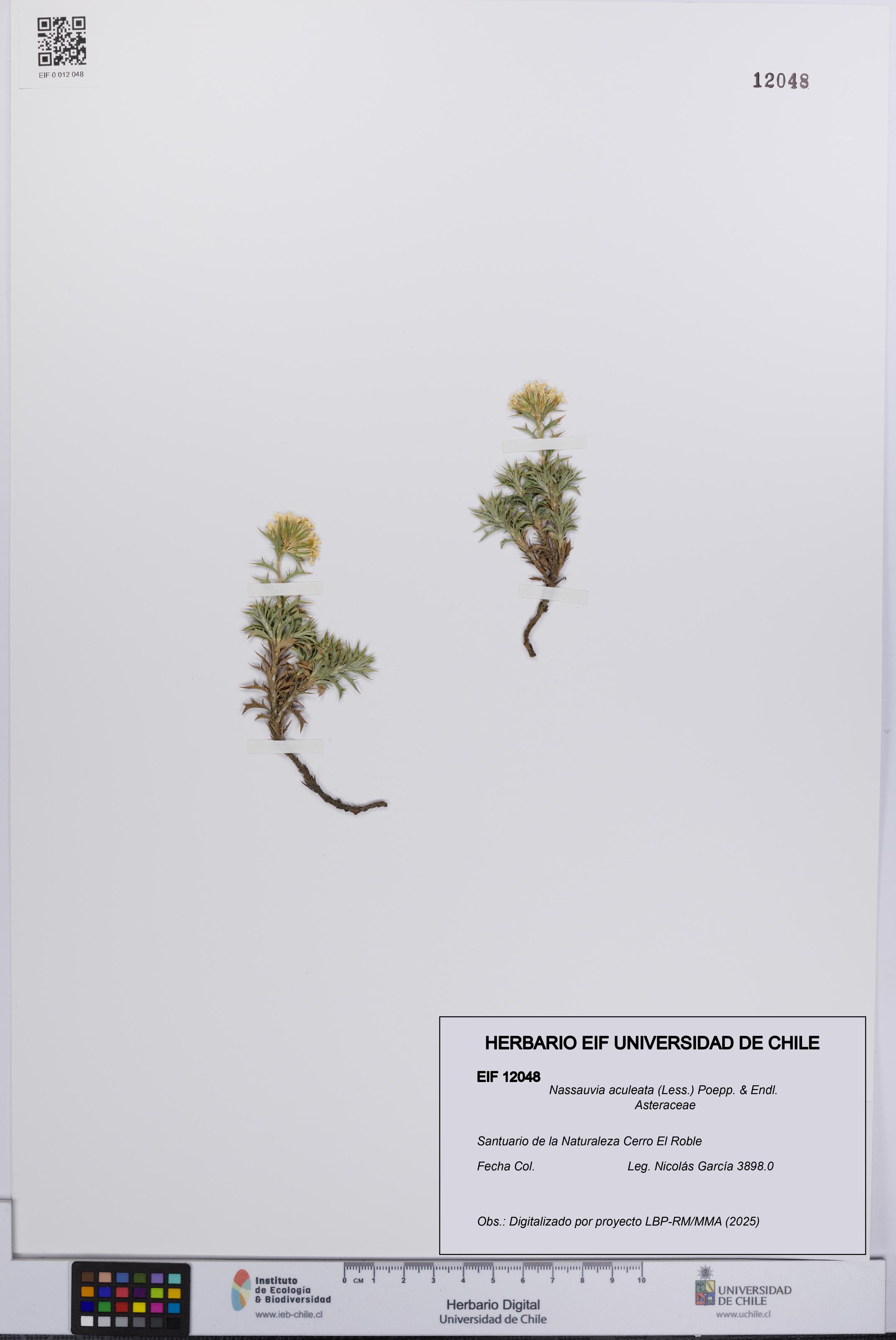 Nassauvia aculeata [Espécimen: UCH:EIF:0012048]