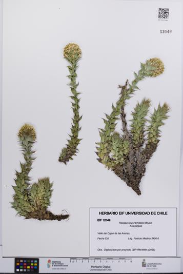 Nassauvia pyramidalis [Espécimen: UCH:EIF:0012049]