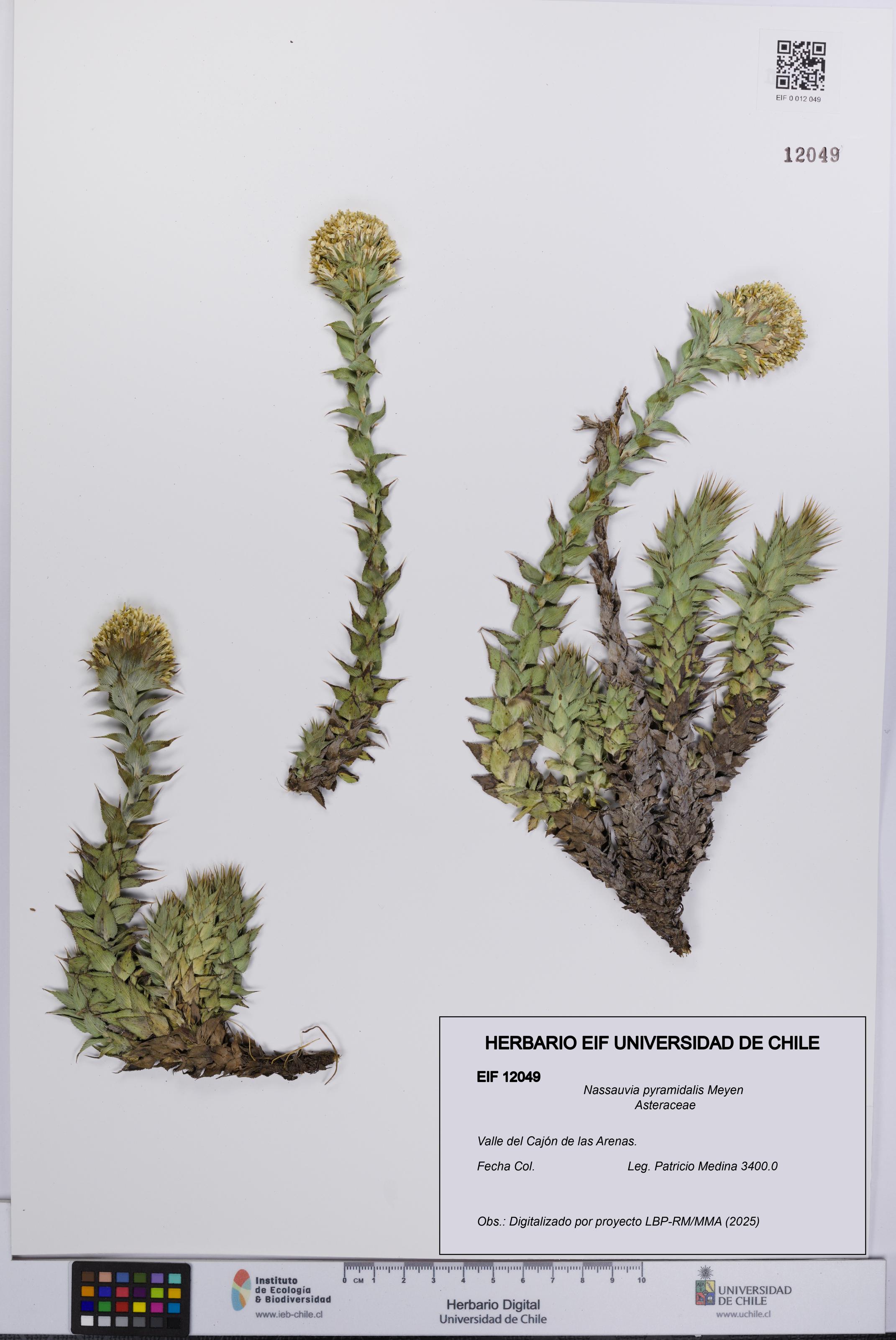 Nassauvia pyramidalis [Espécimen: UCH:EIF:0012049]