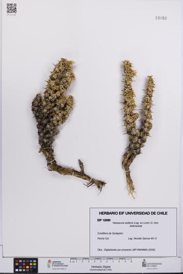 Nassauvia axillaris [Espécimen: UCH:EIF:0012050]