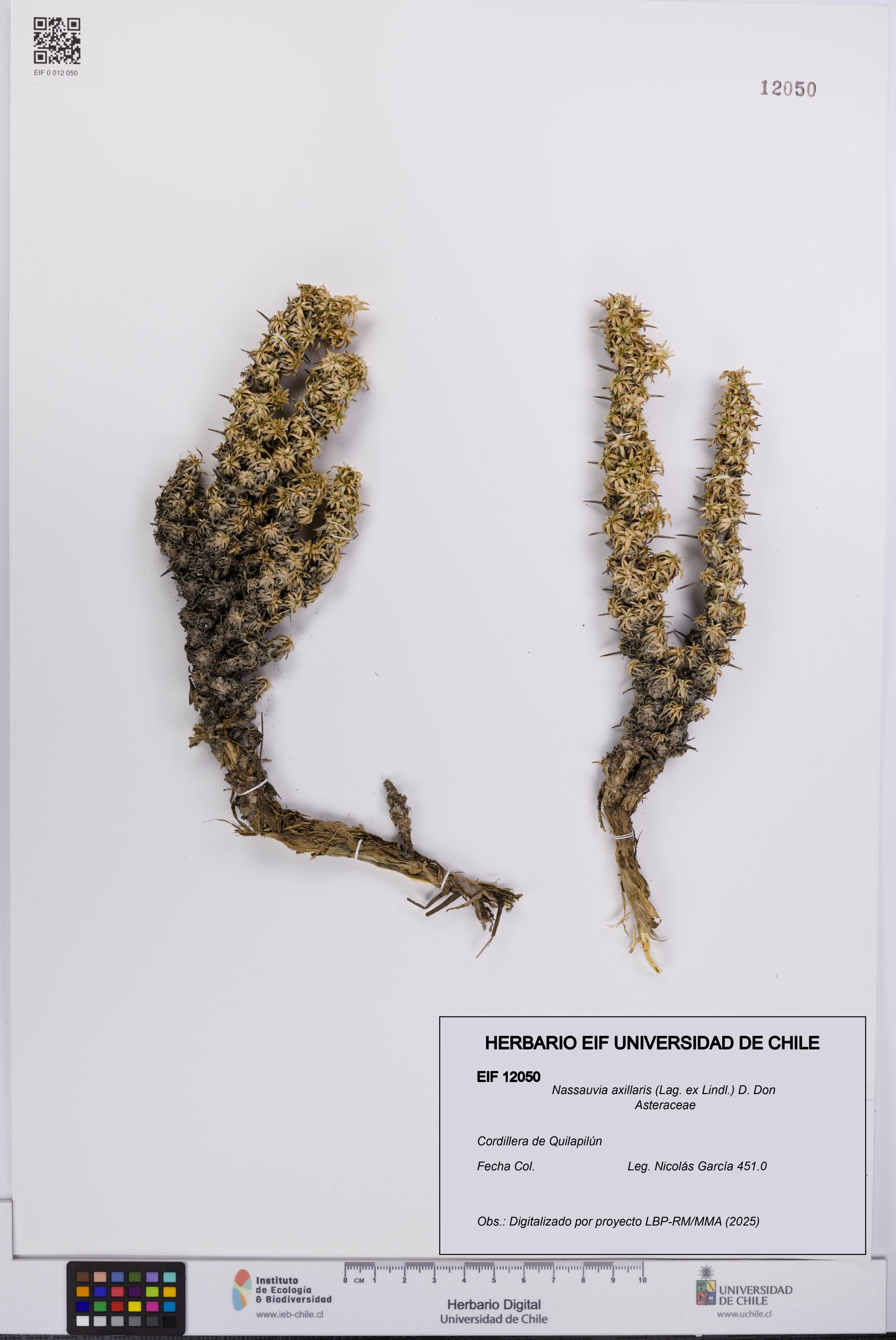 Nassauvia axillaris [Espécimen: UCH:EIF:0012050]