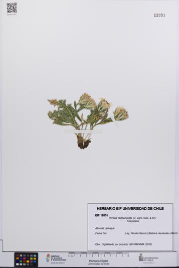 Perezia carthamoides [Espécimen: UCH:EIF:0012051]