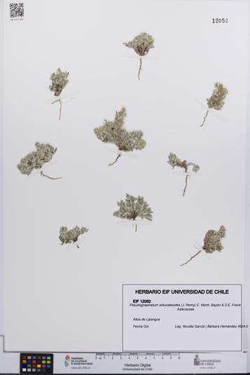 Pseudognaphalium aldunateoides [Espécimen: UCH:EIF:0012052]