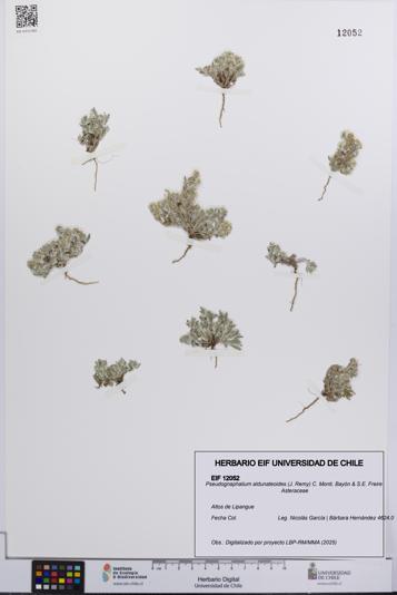 Pseudognaphalium aldunateoides [Espécimen: UCH:EIF:0012052]