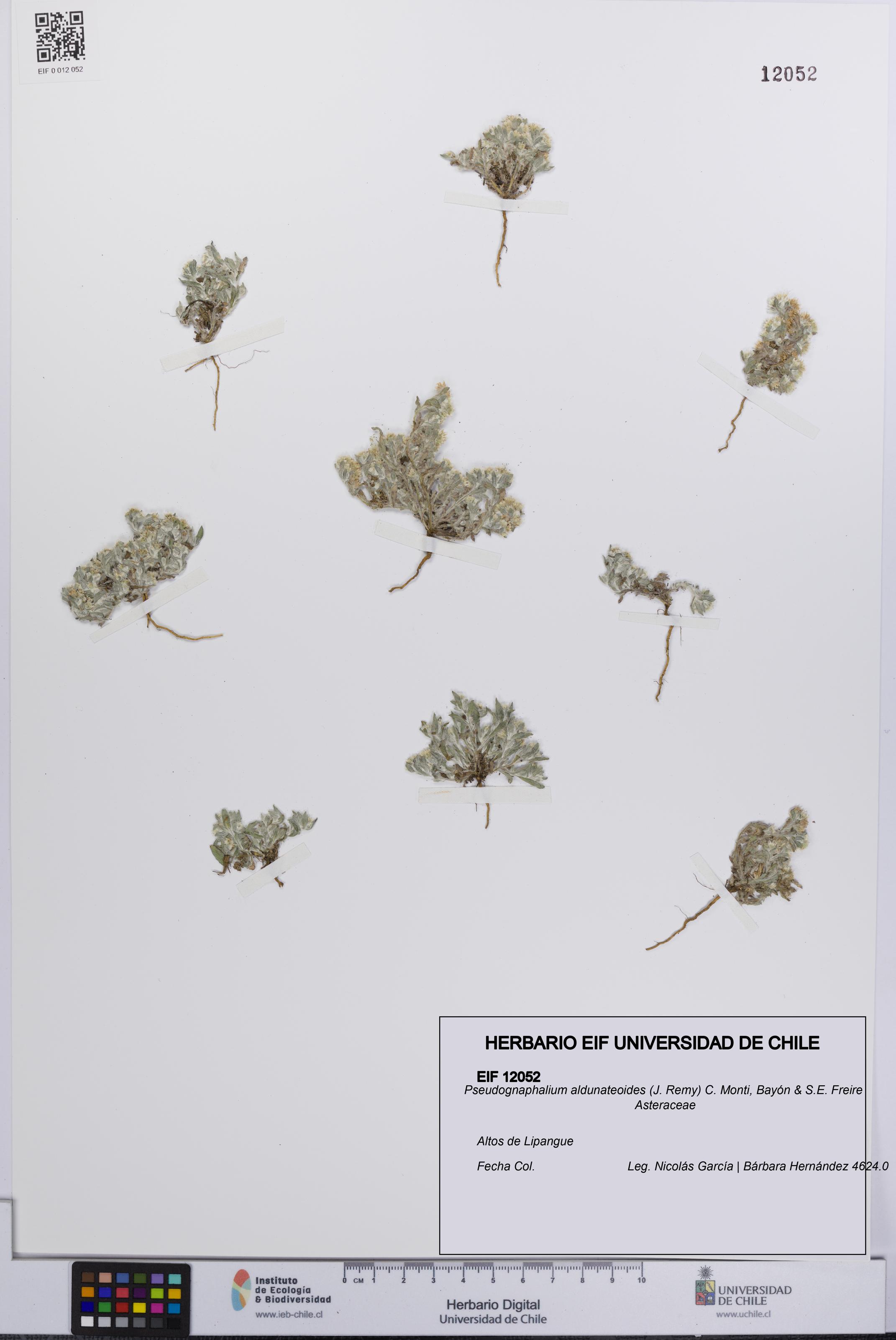Pseudognaphalium aldunateoides [Espécimen: UCH:EIF:0012052]