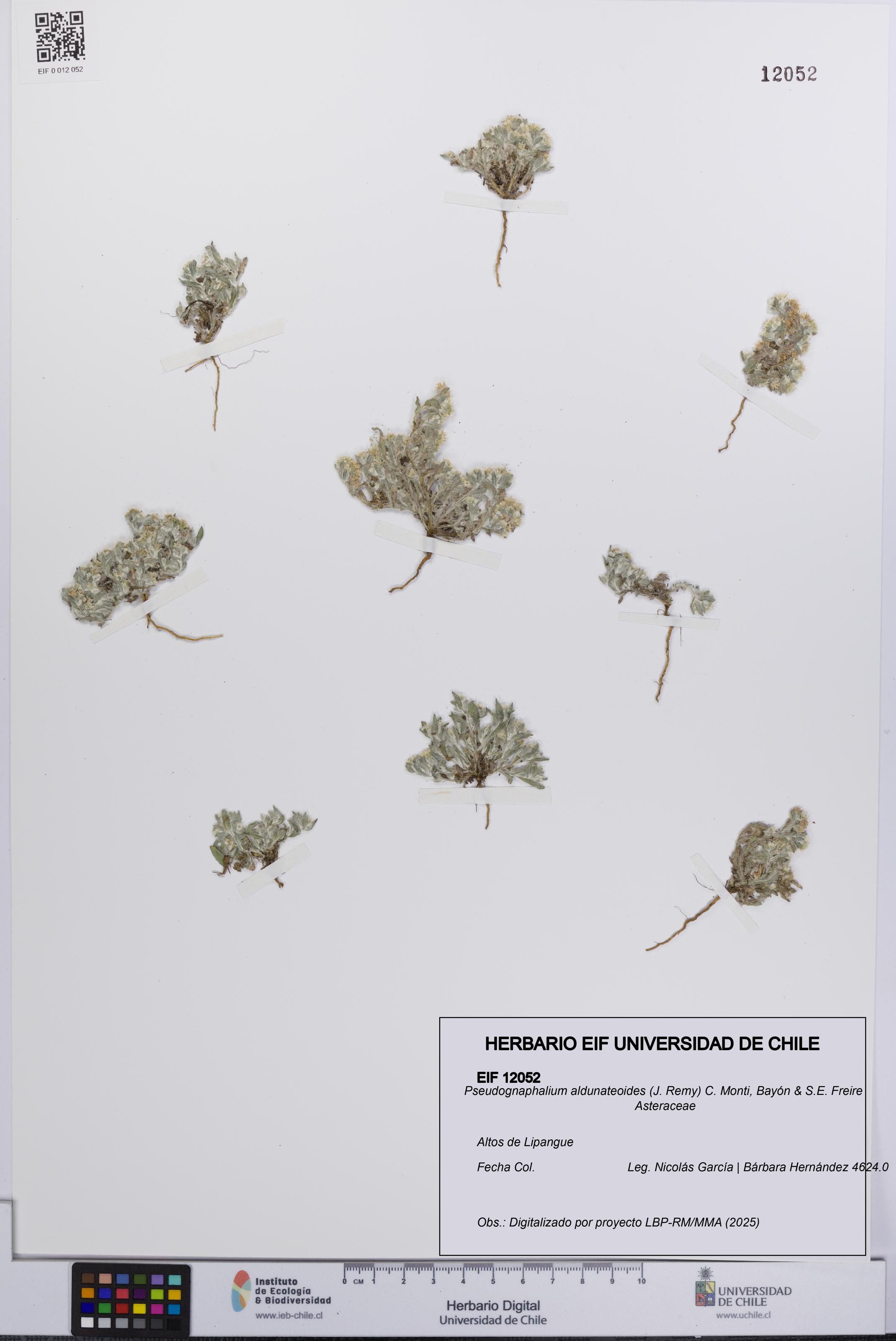 Pseudognaphalium aldunateoides [Espécimen: UCH:EIF:0012052]