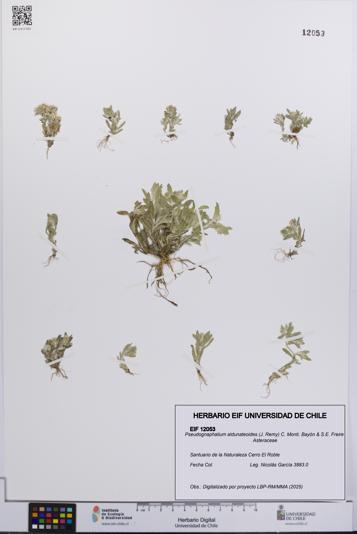 Pseudognaphalium aldunateoides [Espécimen: UCH:EIF:0012053]