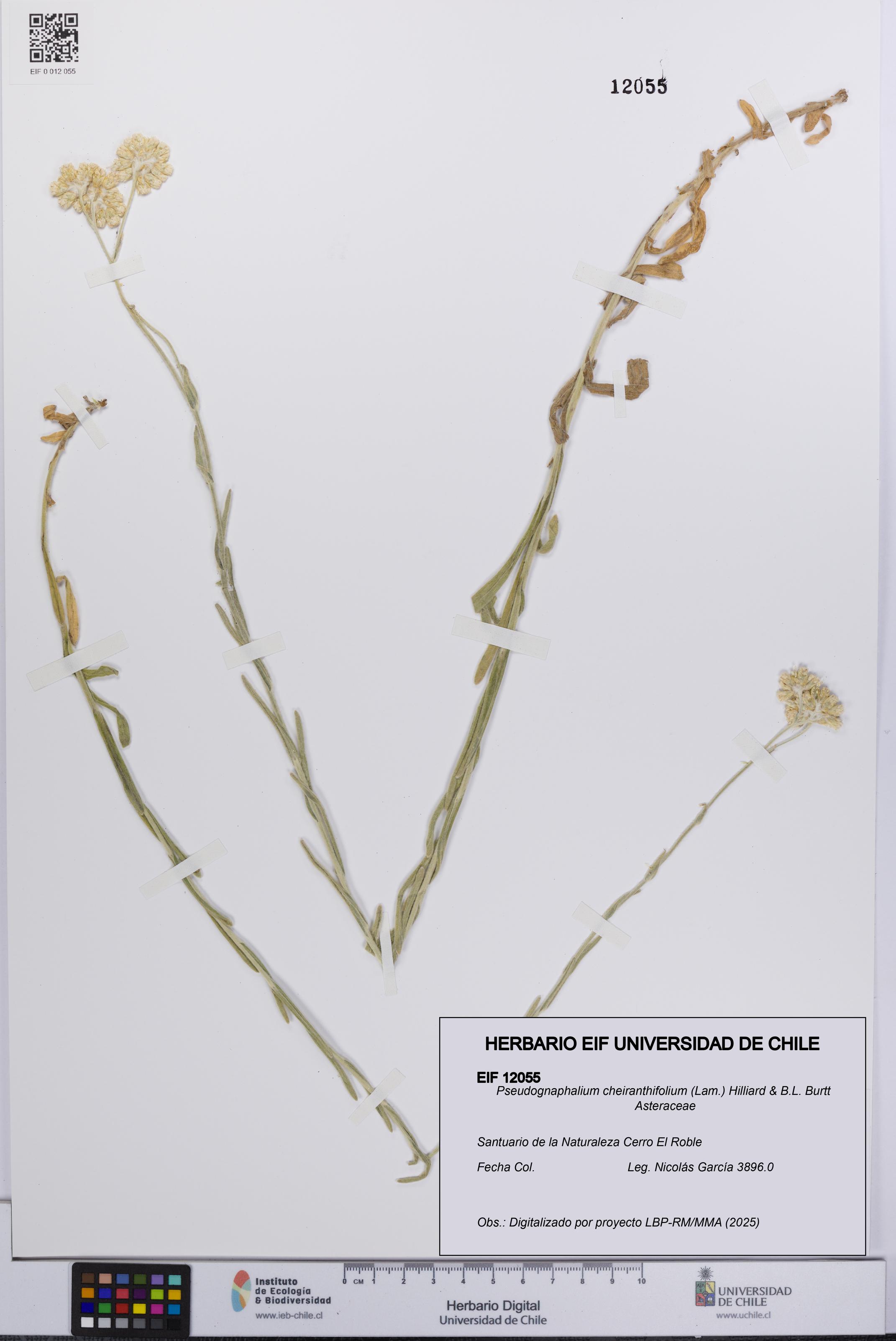 Pseudognaphalium cheiranthifolium [Espécimen: UCH:EIF:0012055]