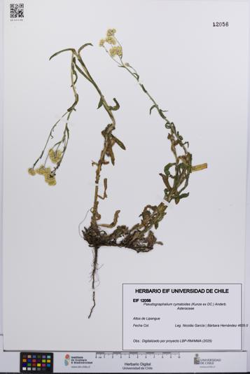 Pseudognaphalium cymatoides [Espécimen: UCH:EIF:0012056]