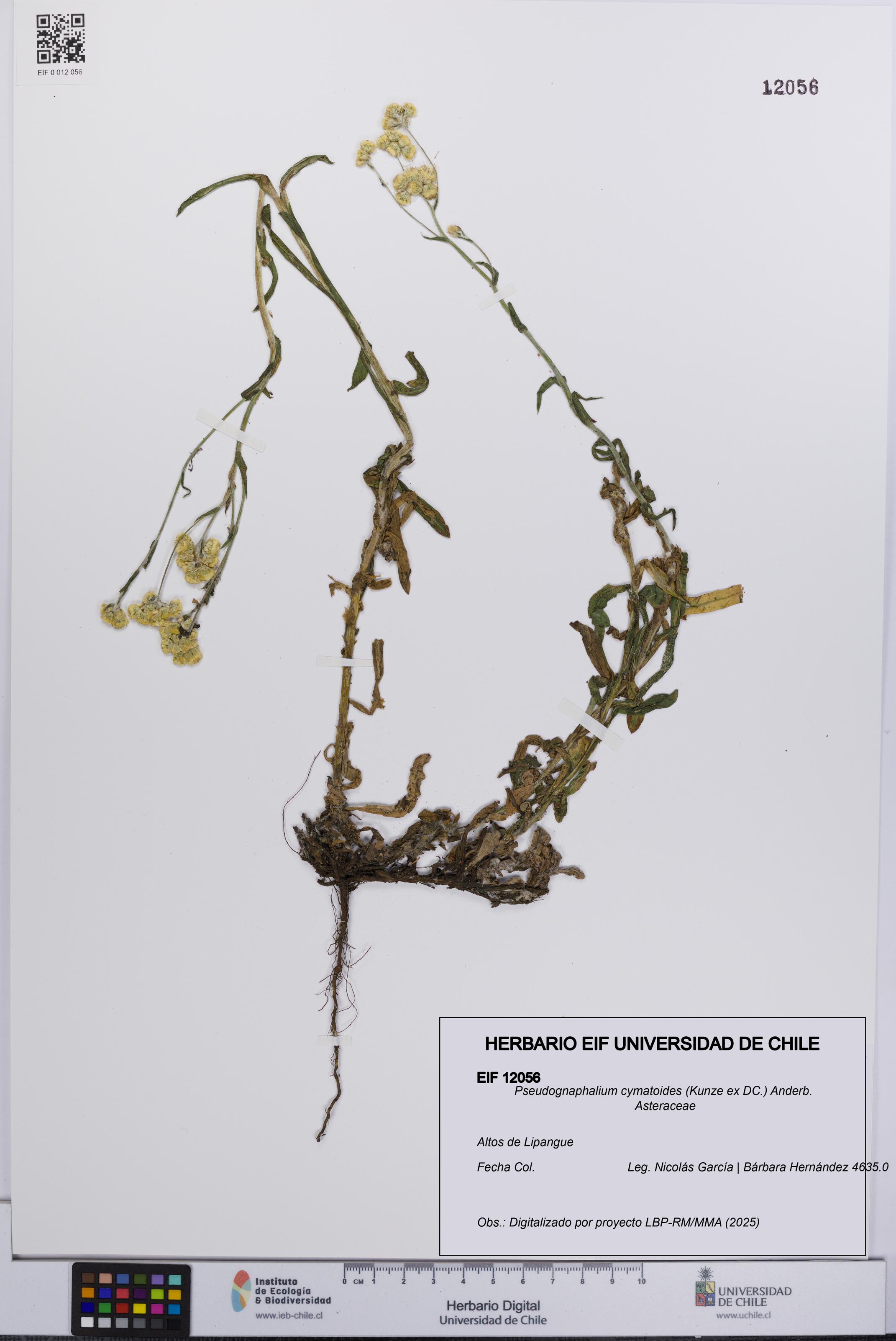 Pseudognaphalium cymatoides [Espécimen: UCH:EIF:0012056]