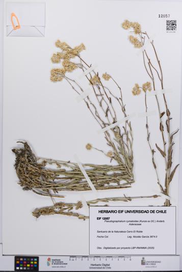 Pseudognaphalium cymatoides [Espécimen: UCH:EIF:0012057]