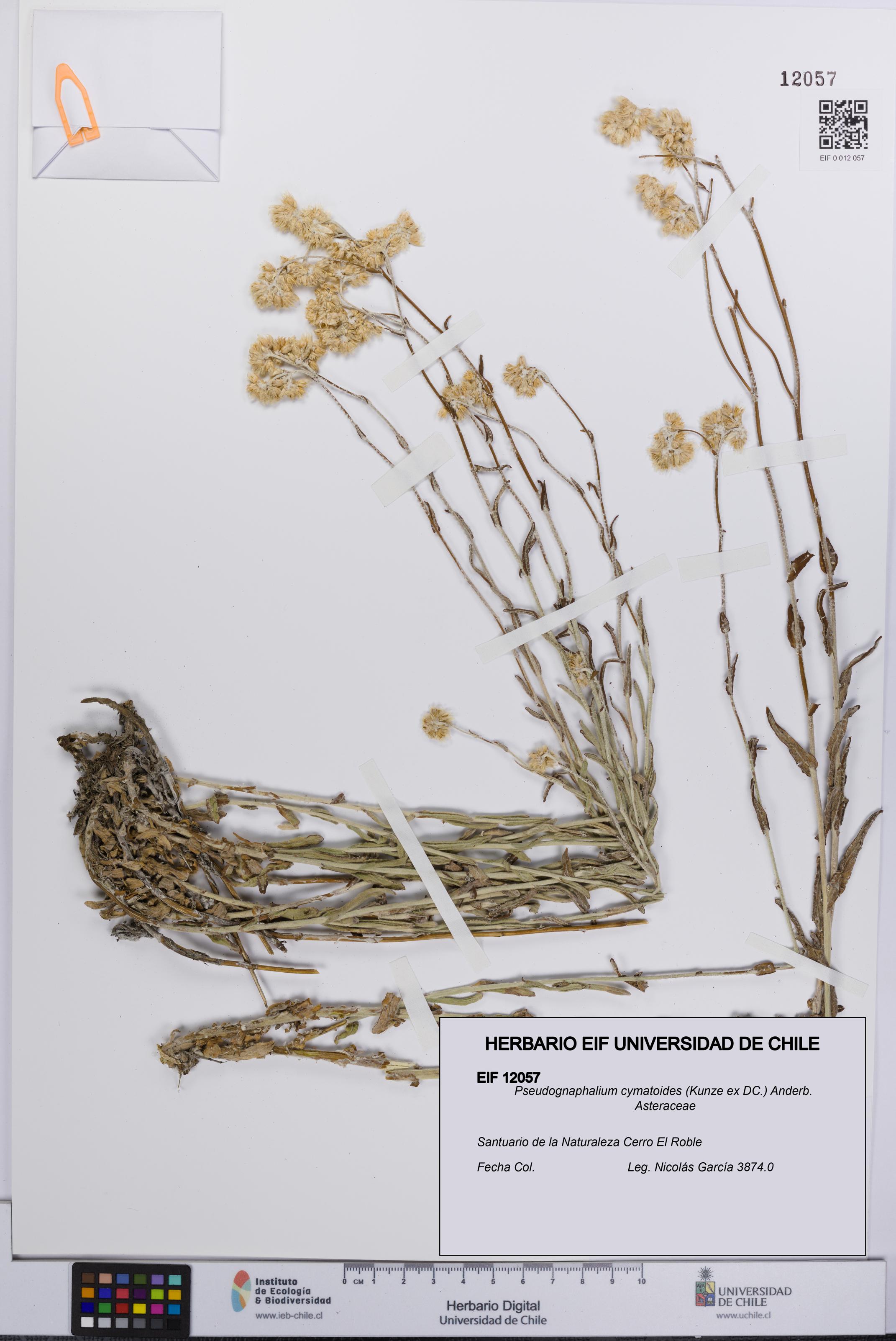 Pseudognaphalium cymatoides [Espécimen: UCH:EIF:0012057]