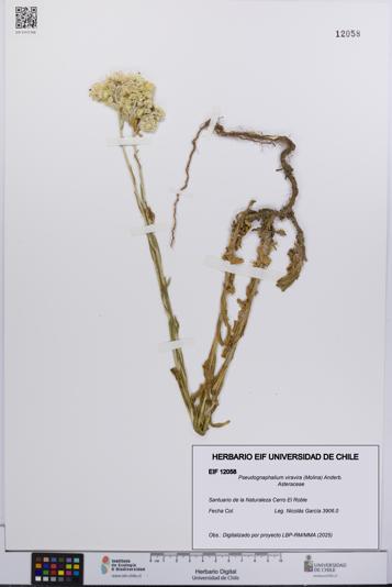 Pseudognaphalium viravira [Espécimen: UCH:EIF:0012058]