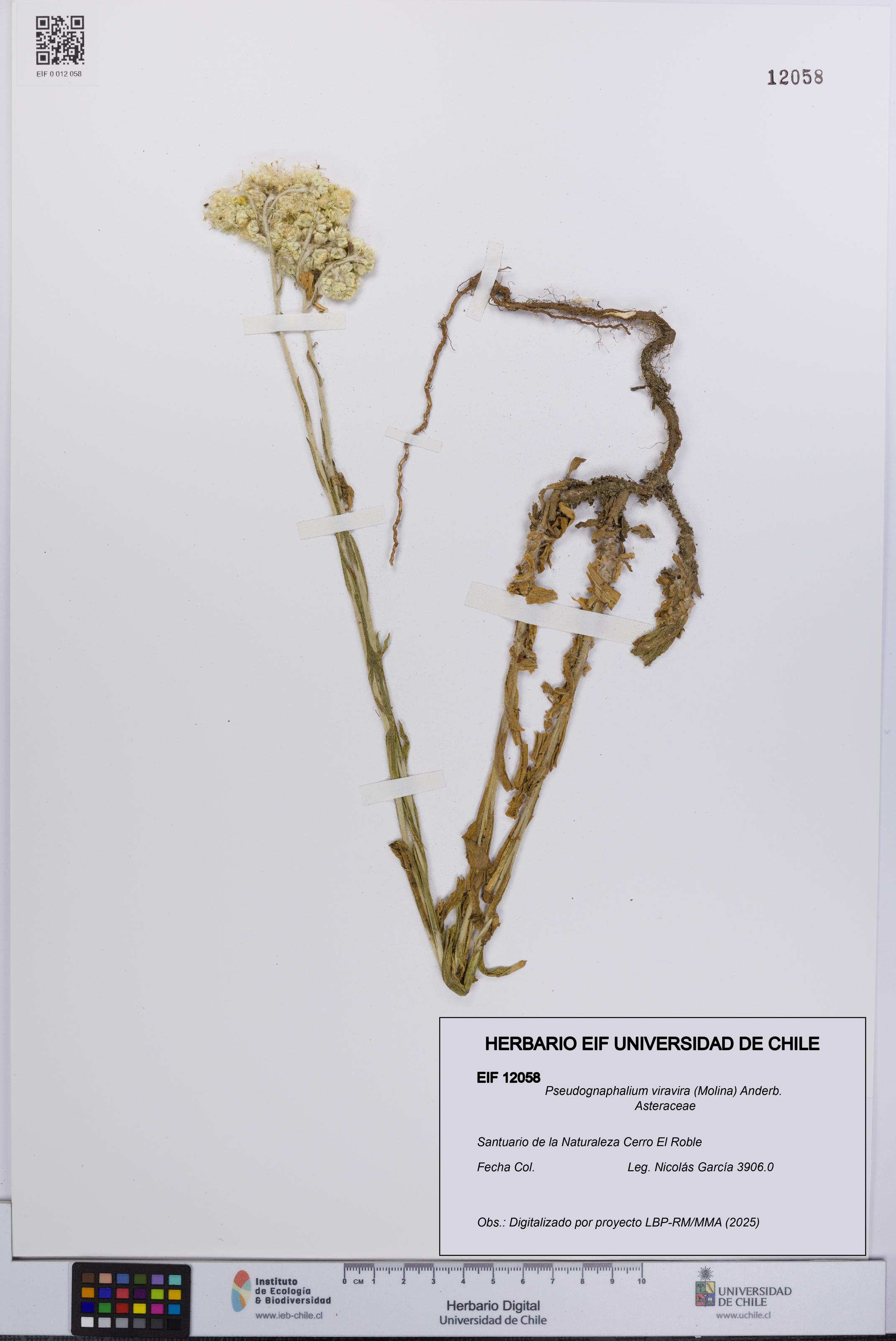 Pseudognaphalium viravira [Espécimen: UCH:EIF:0012058]