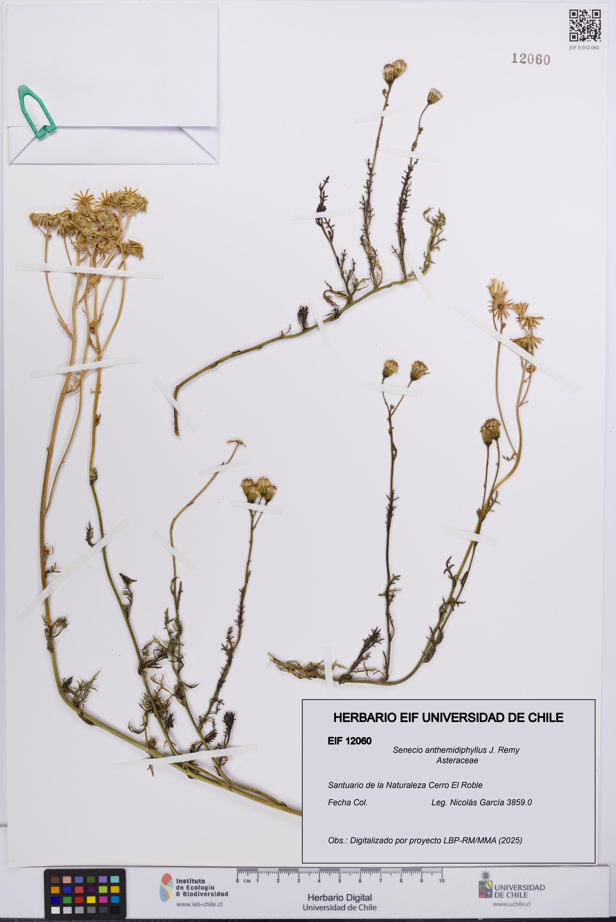 Senecio anthemidiphyllus [Espécimen: UCH:EIF:0012060]