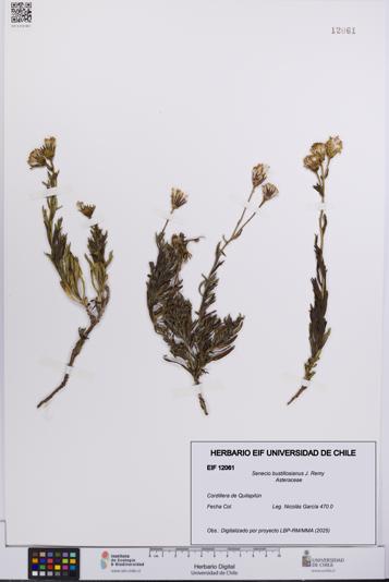 Senecio bustillosianus [Espécimen: UCH:EIF:0012061]